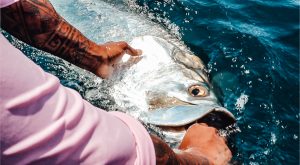 Tarpon Fishing Destin Florida