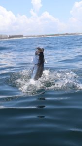 Destin Florida Tarpon Fishing