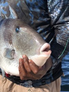 Triggerfish Season in Destin Florida