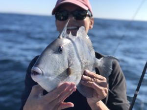 Triggerfish Season in Destin Florida