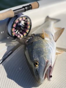 Fly Fishing Red Fish Destin Florida