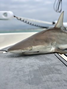 Shark Fishing Destin Florida 