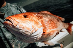 red snapper fishing 30a